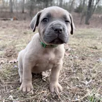 Hulk, a male Cane Corso for sale in Birch Tree, MO – Photo 2 of 4