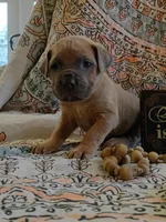 Hulk, a male Cane Corso for sale in Birch Tree, MO – Photo 4 of 5