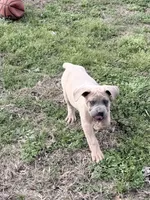 Hulk, a male Cane Corso for sale in Birch Tree, MO – Photo 3 of 4