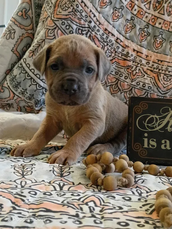 Hulk, a male Cane Corso for sale in Birch Tree, MO – Photo 1 of 5