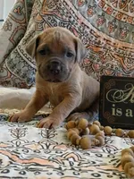 Hulk, a male Cane Corso for sale in Birch Tree, MO – Photo 1 of 5