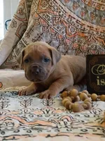 Hulk, a male Cane Corso for sale in Birch Tree, MO – Photo 2 of 5