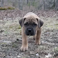 Fang, a male Cane Corso for sale in Birch Tree, MO – Photo 3 of 3