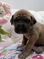 Fang, a male Cane Corso for sale in Birch Tree, MO – Photo 3 of 6