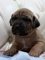 Fang, a male Cane Corso for sale in Birch Tree, MO – Photo 1 of 6