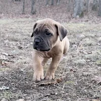 Fang, a male Cane Corso for sale in Birch Tree, MO – Photo 1 of 3