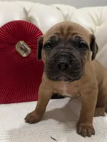 Fang, a male Cane Corso for sale in Birch Tree, MO – Photo 4 of 6