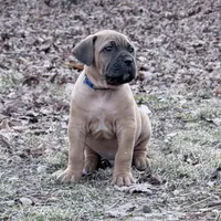 Fang, a male Cane Corso for sale in Birch Tree, MO – Photo 2 of 3