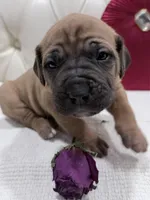 Fang, a male Cane Corso for sale in Birch Tree, MO – Photo 5 of 6