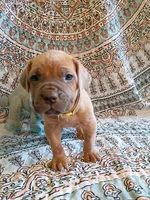 Pibbles, a male Cane Corso for sale in Birch Tree, MO – Photo 4 of 4