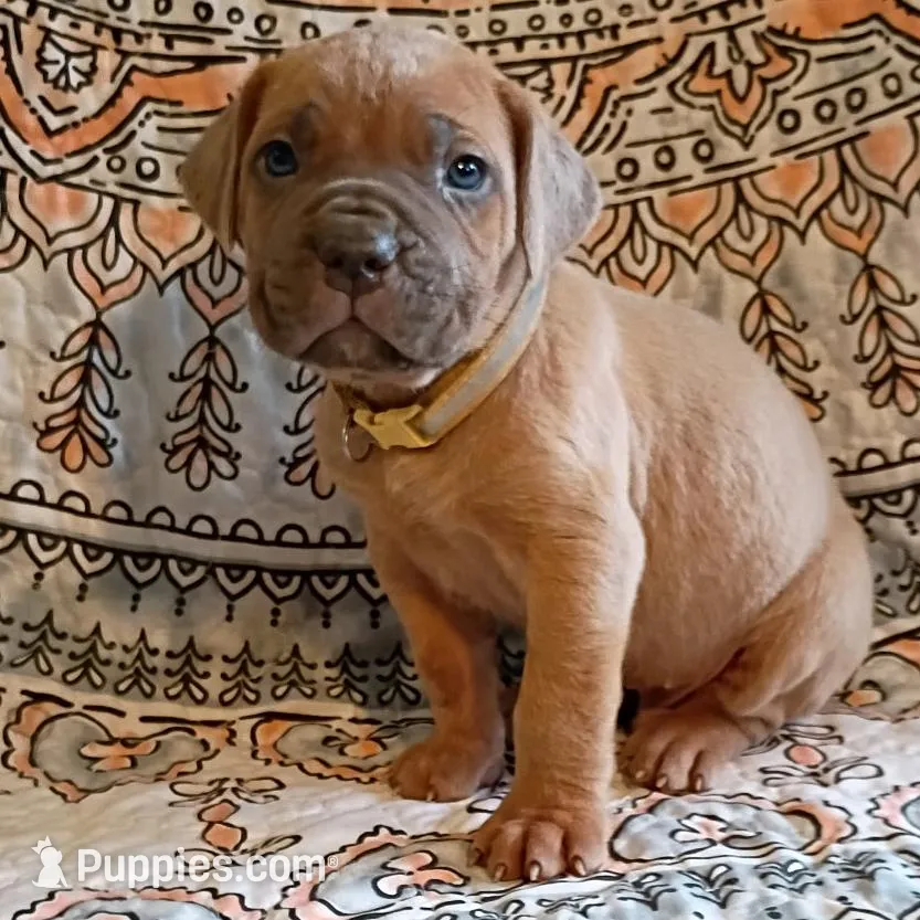Pibbles, a male Cane Corso for sale in Birch Tree, MO – Photo 1 of 4