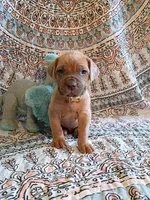 Pibbles, a male Cane Corso for sale in Birch Tree, MO – Photo 2 of 4