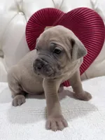 Sweetpea, a female Cane Corso for sale in Birch Tree, MO – Photo 5 of 9