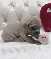 Sweetpea, a female Cane Corso for sale in Birch Tree, MO – Photo 4 of 9