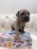 Sweetpea, a female Cane Corso for sale in Birch Tree, MO – Photo 9 of 9