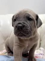 Sweetpea, a female Cane Corso for sale in Birch Tree, MO – Photo 3 of 9