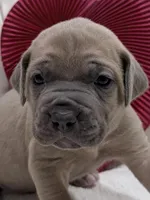 Sweetpea, a female Cane Corso for sale in Birch Tree, MO – Photo 2 of 9