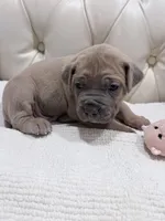 Sweetpea, a female Cane Corso for sale in Birch Tree, MO – Photo 1 of 9
