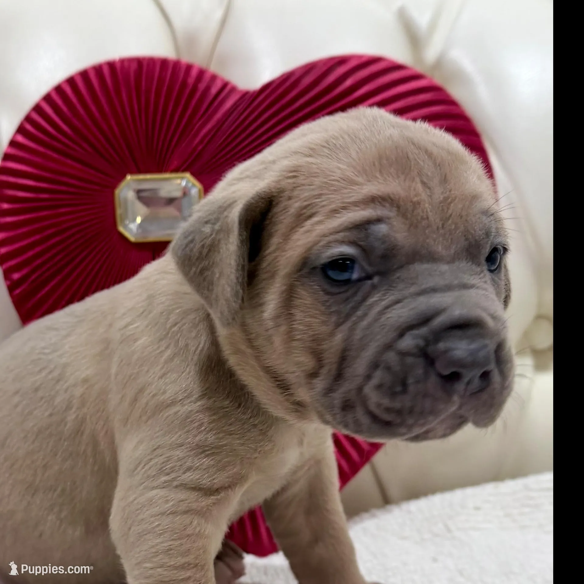 Sweetpea, a female Cane Corso for sale in Birch Tree, MO – Photo 6 of 9