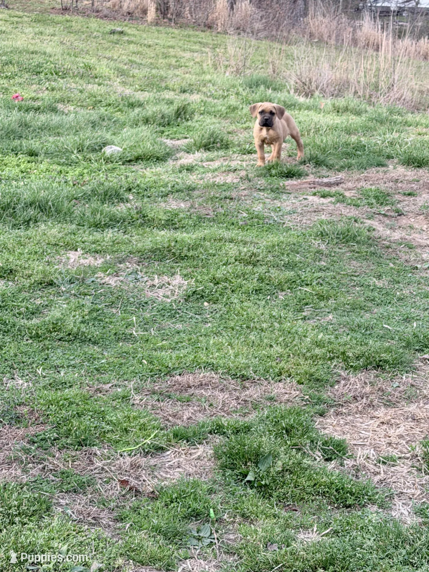 Hale, a male Cane Corso for sale in Birch Tree, MO – Photo 4 of 5
