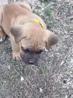 Hale, a male Cane Corso for sale in Birch Tree, MO – Photo 3 of 5
