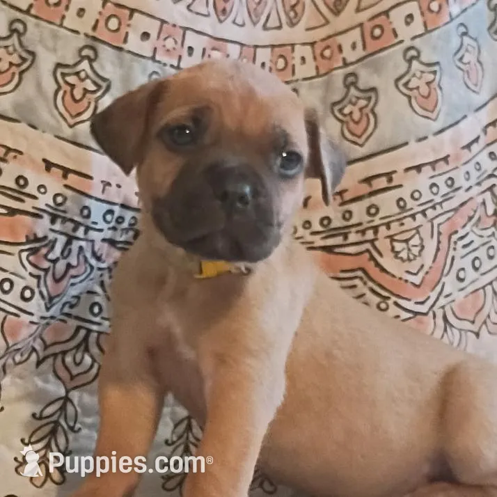 Hale, a male Cane Corso for sale in Birch Tree, MO – Photo 1 of 3