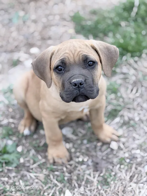 Hale – Cane Corso puppy for sale in Birch Tree, MO