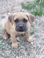 Hale, a male Cane Corso for sale in Birch Tree, MO – Photo 2 of 5