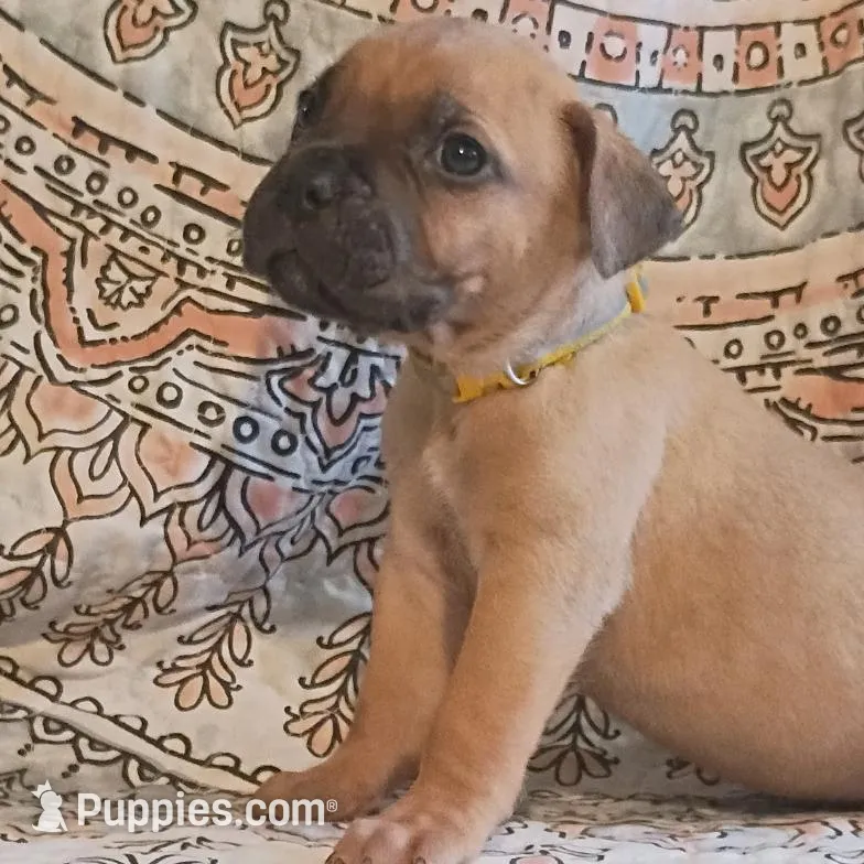 Hale, a male Cane Corso for sale in Birch Tree, MO – Photo 2 of 3