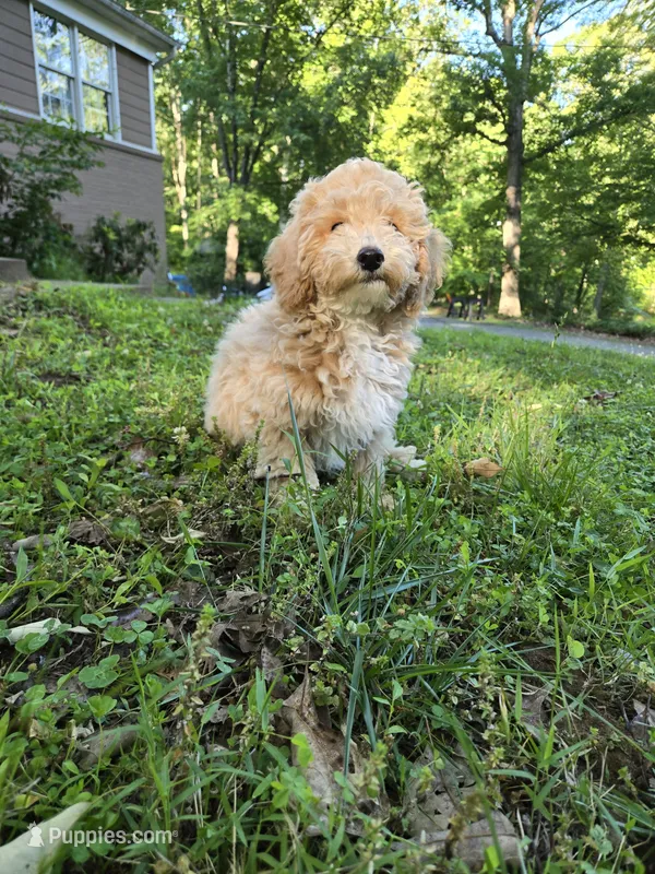 MOCHI  – Bichpoo puppy for sale in Charlottesville, VA