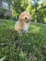 MOCHI , a male Bichpoo for sale in Charlottesville, VA – 1 of 7