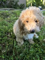 MOCHI , a male Bichpoo for sale in Charlottesville, VA – 7 of 7