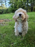 MOCHI , a male Bichpoo for sale in Charlottesville, VA – 4 of 7