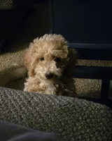MOCHI , a male Bichpoo for sale in Charlottesville, VA – 6 of 7