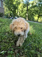 MOCHI , a male Bichpoo for sale in Charlottesville, VA – 5 of 7