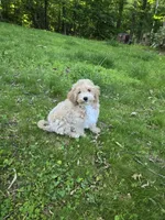 MOCHI , a male Bichpoo for sale in Charlottesville, VA – 2 of 7