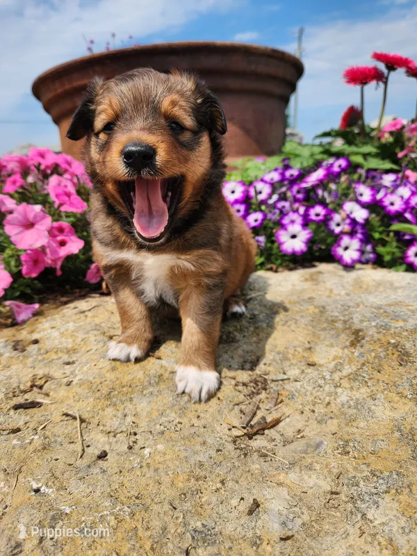 Freida – Collie, German Shepherd Dog puppy for sale in Mayslick, KY