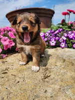 Freida, a female Collie and German Shepherd Dog for sale in Mayslick, KY – 1 of 5