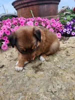 Fruitloop, a female Collie and German Shepherd Dog for sale in Mayslick, KY – 4 of 8