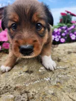 Fruitloop, a female Collie and German Shepherd Dog for sale in Mayslick, KY – 8 of 8