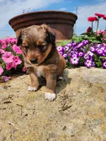 Freida, a female Collie and German Shepherd Dog for sale in Mayslick, KY – 3 of 5