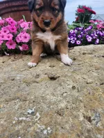 Fruitloop, a female Collie and German Shepherd Dog for sale in Mayslick, KY – 7 of 8