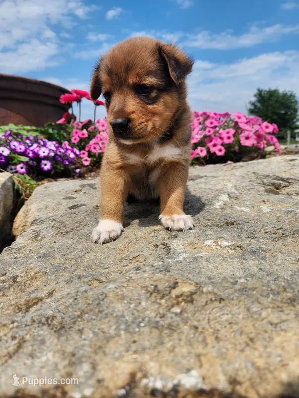 Fudge – Collie, German Shepherd Dog puppy for sale in Mayslick, KY