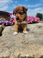 Fudge, a female Collie and German Shepherd Dog for sale in Mayslick, KY – 1 of 8