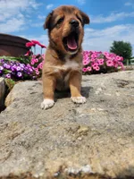 Fudge, a female Collie and German Shepherd Dog for sale in Mayslick, KY – 2 of 8
