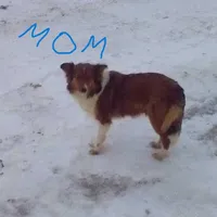 Teddy, a male Collie and German Shepherd Dog for sale in Mayslick, KY – Photo 3 of 3