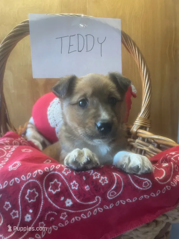 Teddy