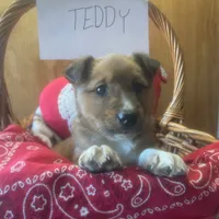 Teddy, a male Collie and German Shepherd Dog for sale in Mayslick, KY – Photo 2 of 3