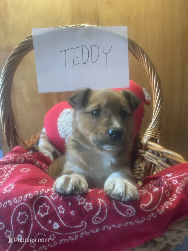 Teddy