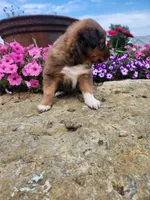 Fruitloop, a female Collie and German Shepherd Dog for sale in Mayslick, KY – 6 of 8